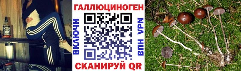 хочу наркоту  Новомосковск  Галлюциногенные грибы прущие грибы 